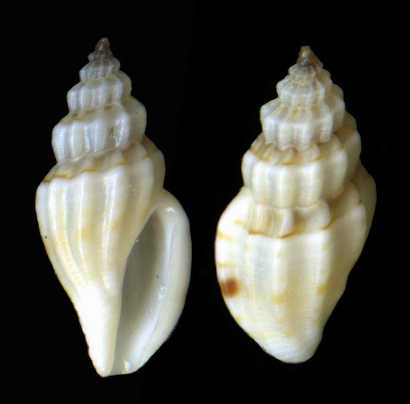 Conidae Mangelia vauquelini (Payraudeau,1826)